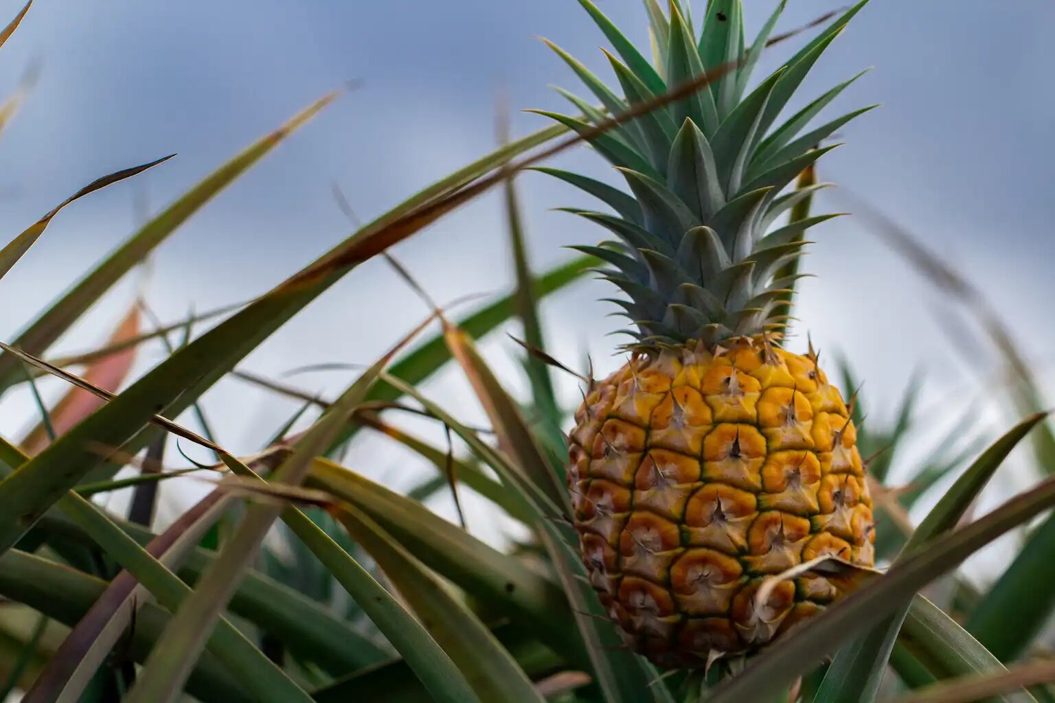 Maui Land & Pineapple’ın zararı arttı