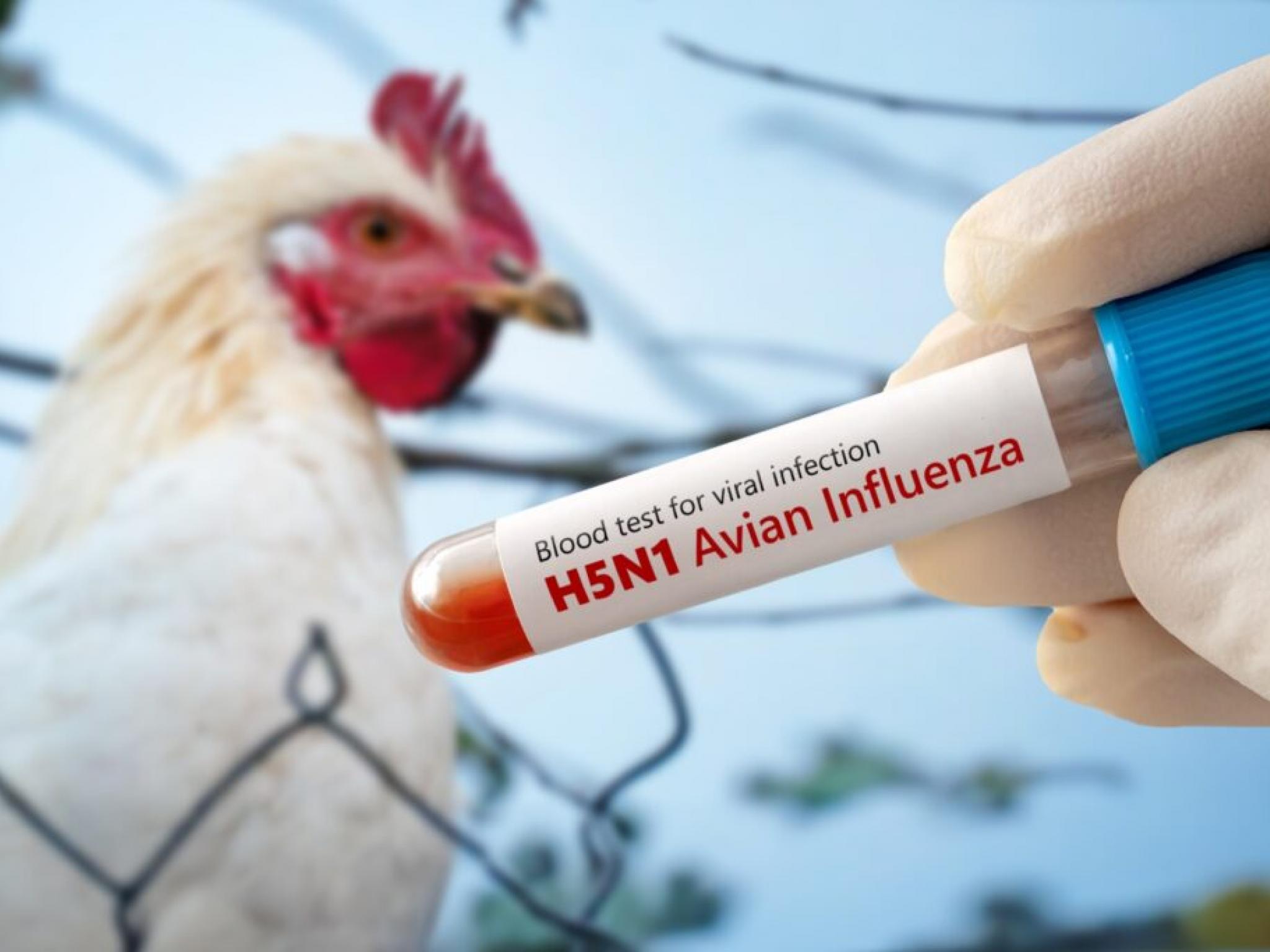 CDC’den kuş gribi için yeni test önerisi