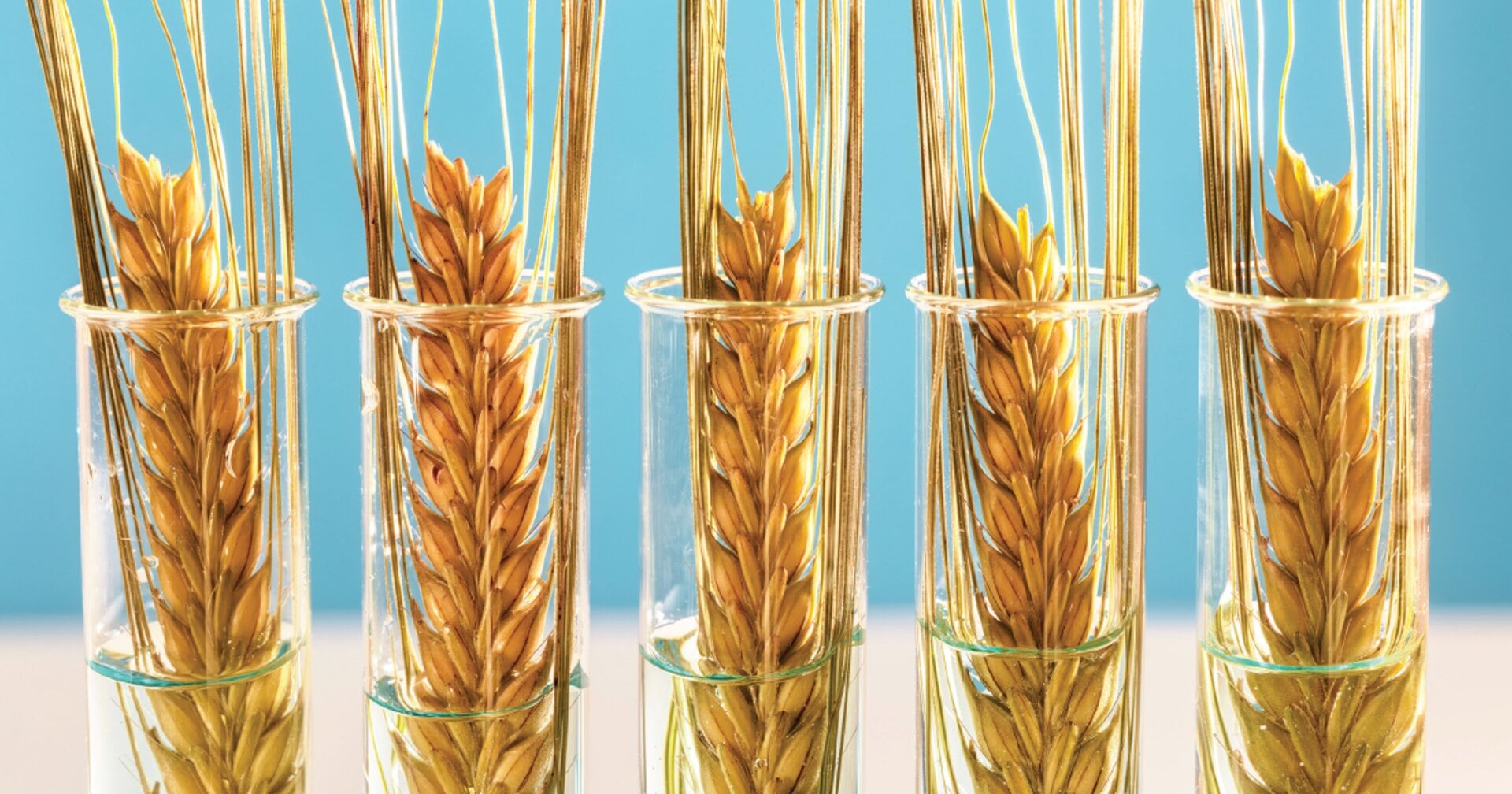 Bioceres’in gelirleri beklentilerin altında kaldı