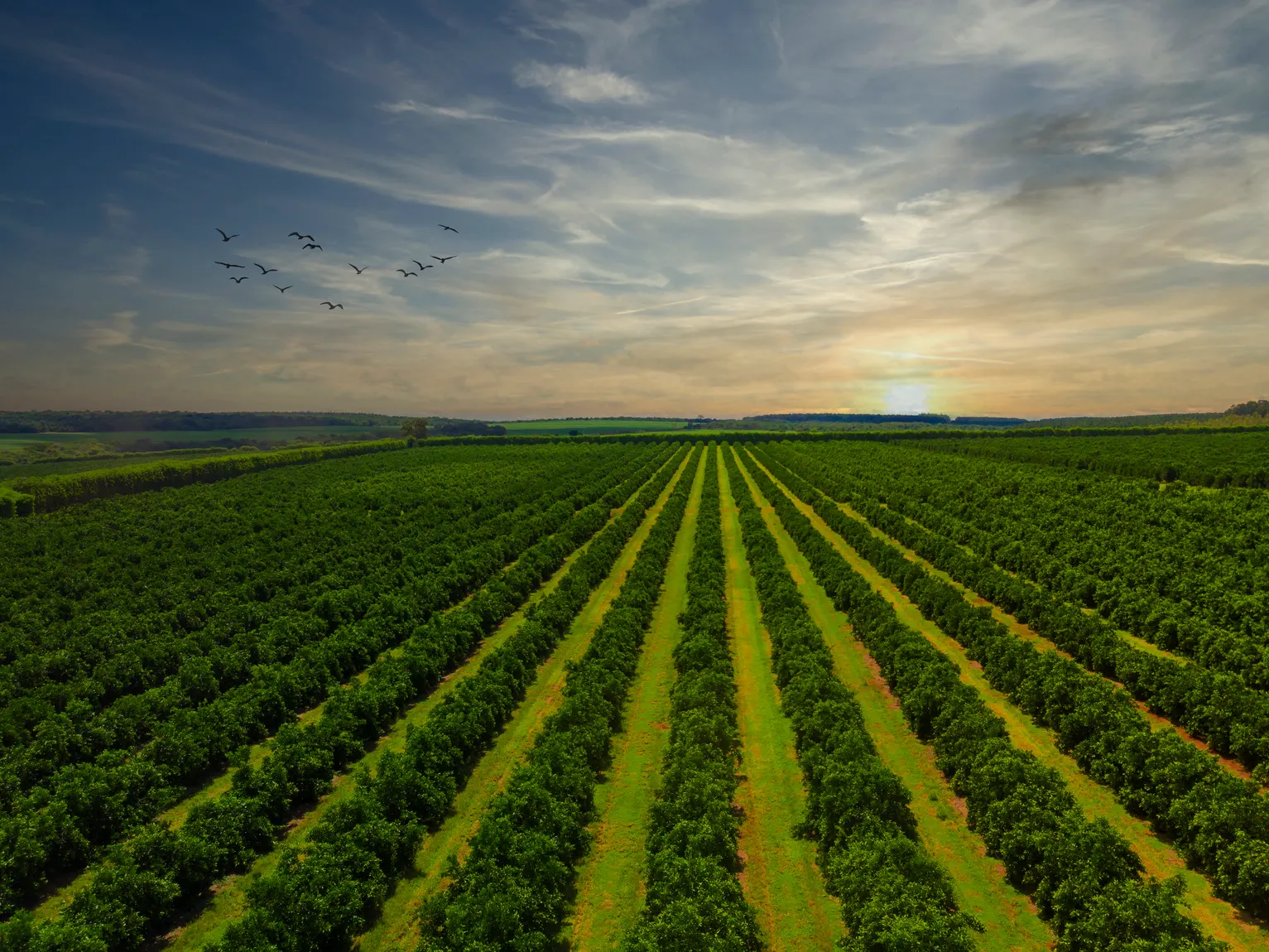 Farmland Partners’ın kârı beklentileri aştı