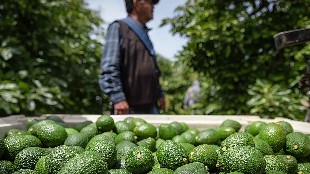 Mission Produce’un kârı beklentileri aştı