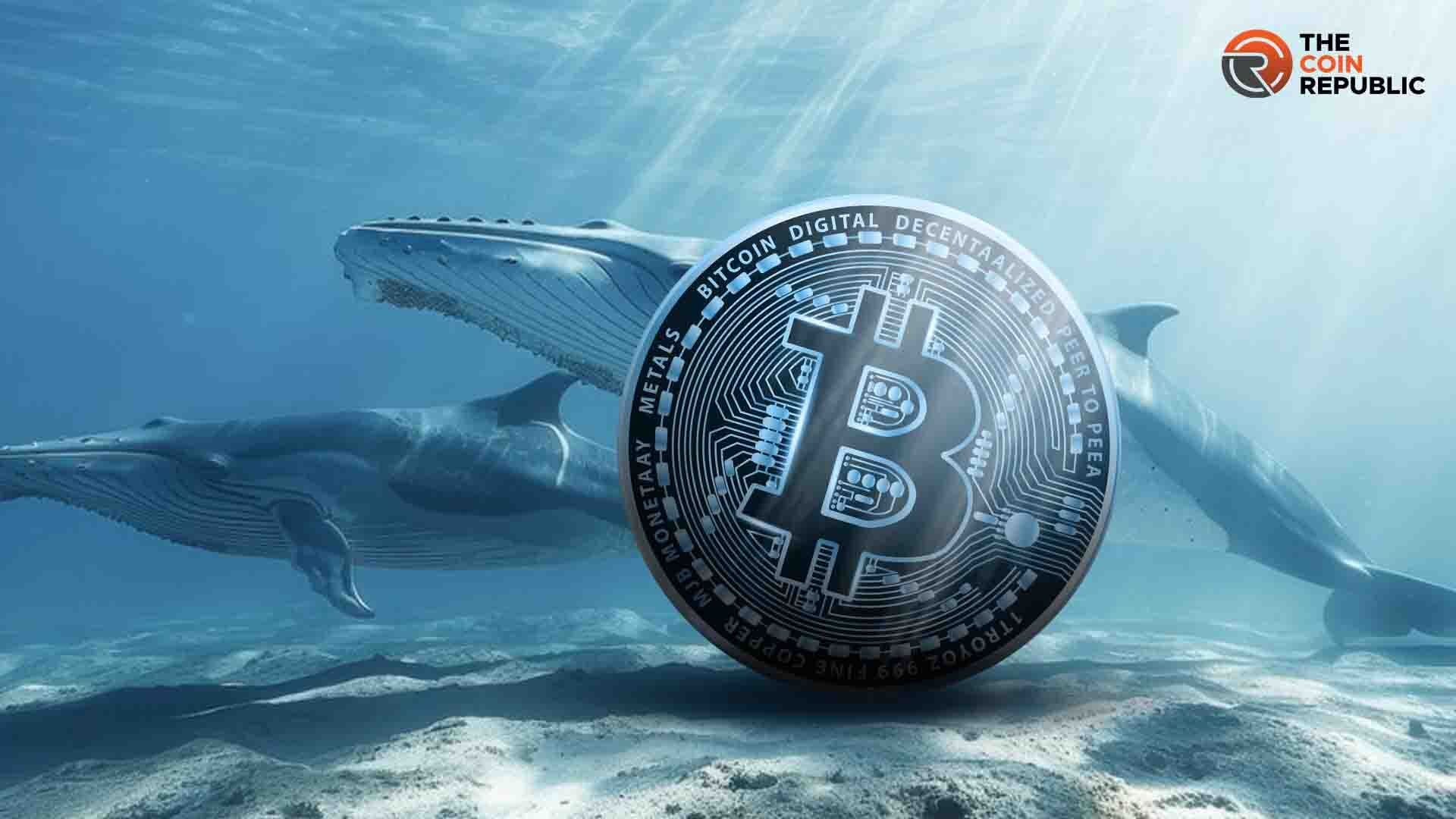 Bitcoin balinaları, 2020 BTC rallisine benzer sinyaller veriyor