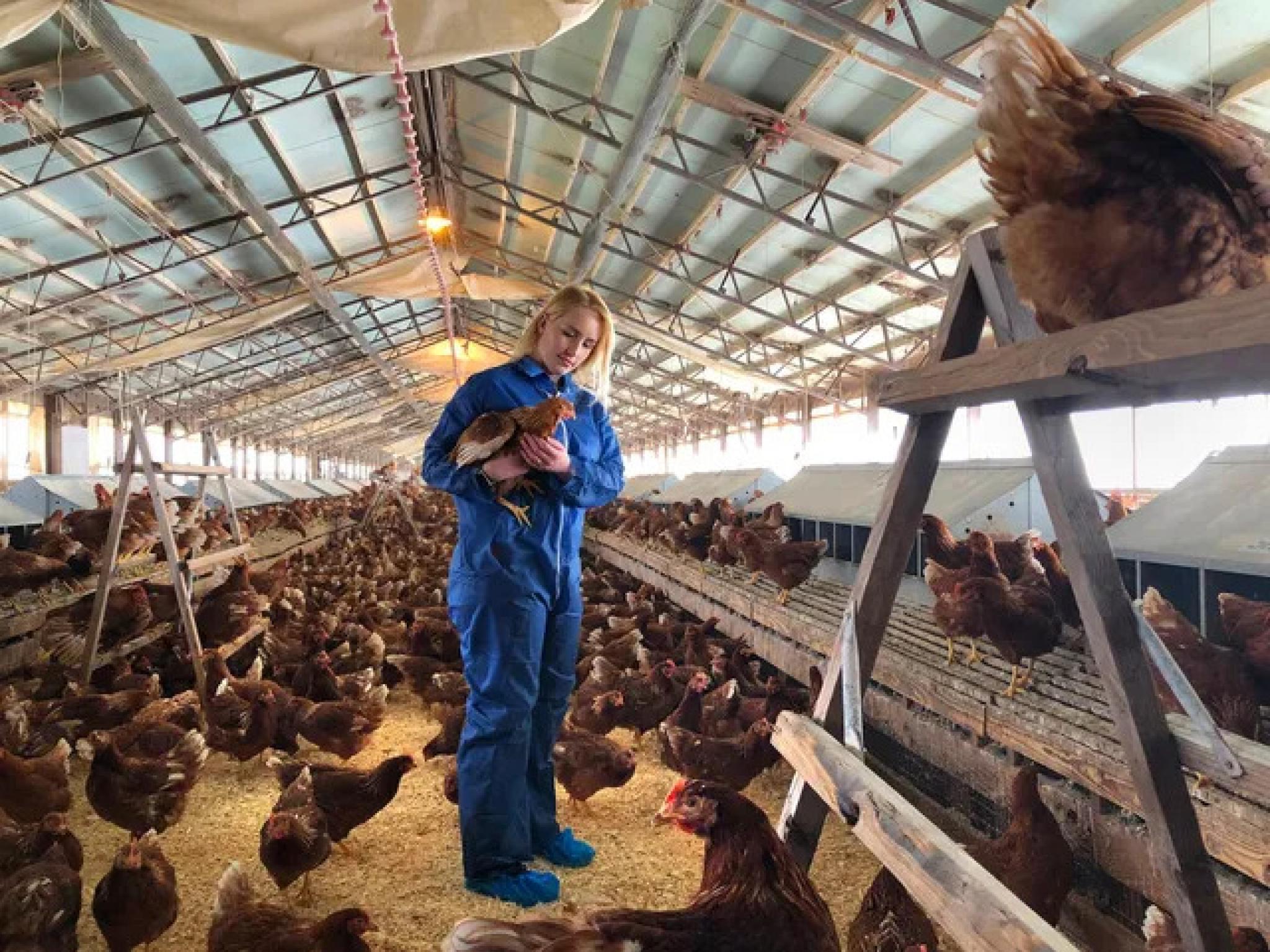 Cal-Maine Foods’un üçüncü çeyrek sonuçları beklentilerin altında kaldı