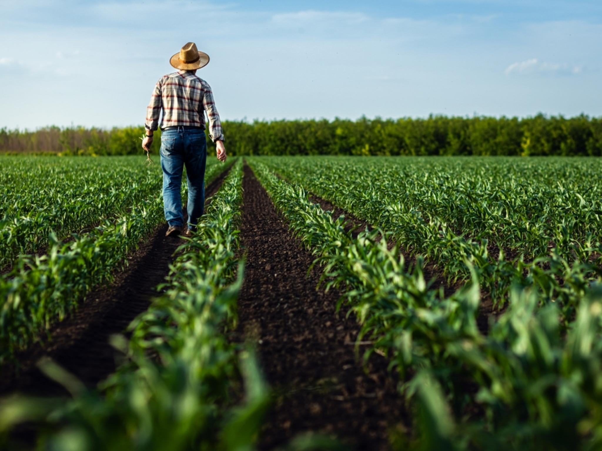 Bunge, mısır öğütme işlerini satıyor