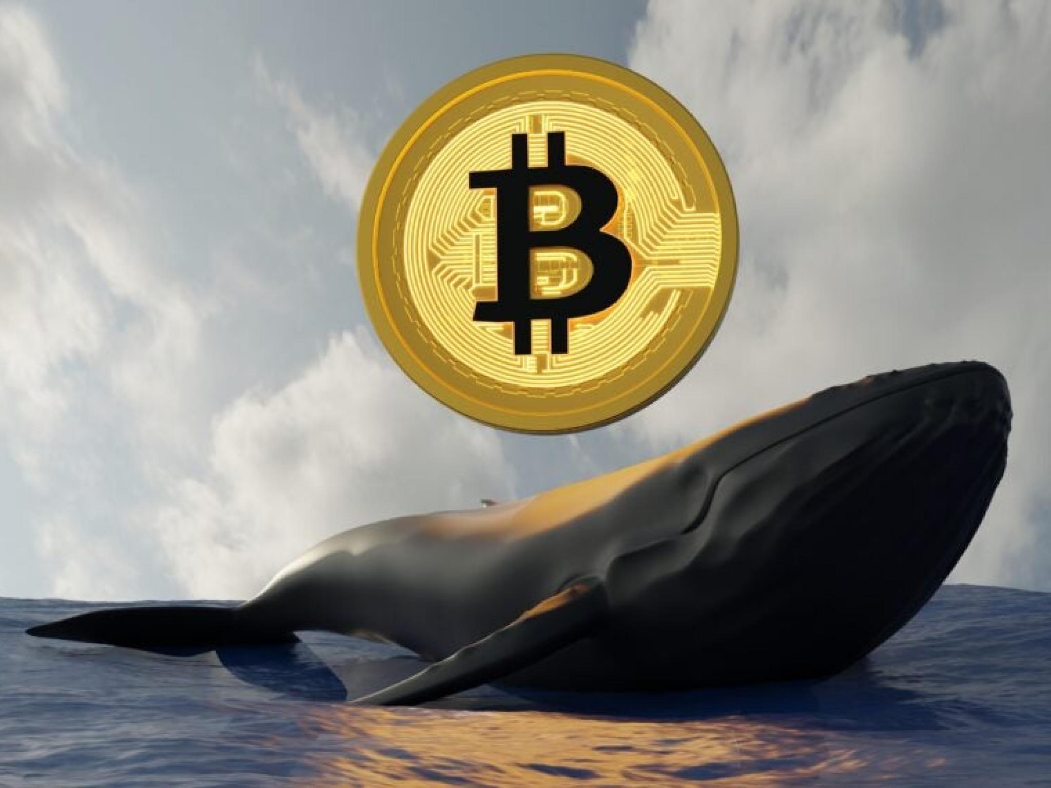 14,5 yıl sonra uyanan Bitcoin balinası piyasanın ilgisini çekti
